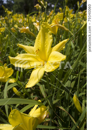 Yellow daily (Hemerocalis) flowers are in bloom. The name of this daily is Tamashii. Yellow daily (Hemerocalis) flowers are in bloom. The name of this daily is Tamashii. 79340060