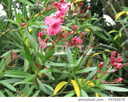 Red flowers of flowering tree oleander in Chiba city Red flowers of flowering tree oleander in Chiba city 79340079