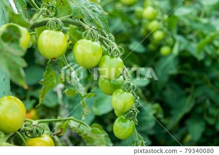 Cultivation of tomatoes in the vegetable garden (pre-ripe state) Cultivation of tomatoes in the vegetable garden (pre-ripe state) 79340080
