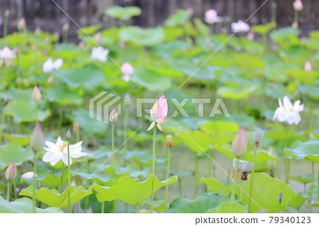 Lotus flower in full bloom at Jurenji Temple 79340123