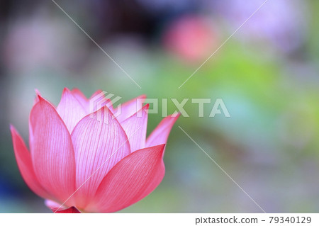 Lotus flower in full bloom at Jurenji Temple 79340129