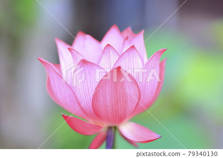 Lotus flower in full bloom at Jurenji Temple 79340130