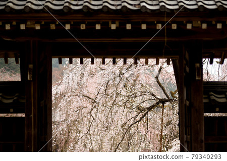 Weeping cherry tree at Seiunji Temple 79340293