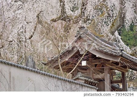 Weeping cherry tree at Seiunji Temple 79340294