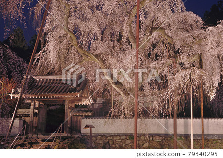Illuminated weeping cherry tree at Seiunji Temple 79340295