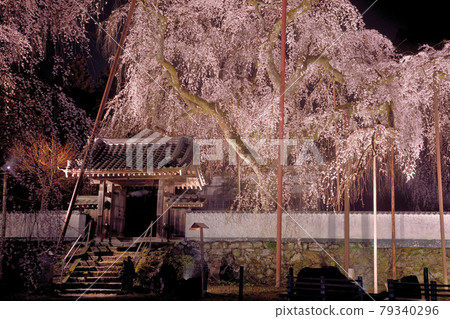 清雲寺燈火通明的垂枝櫻花 79340296