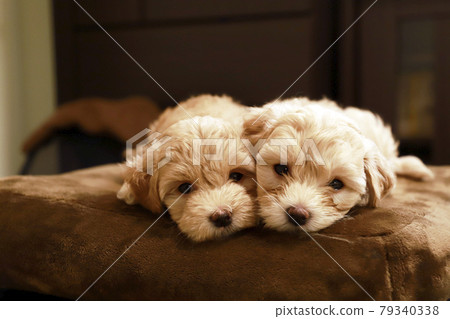 Two newborn toy poodles and puppies Two newborn toy poodles and puppies 79340338