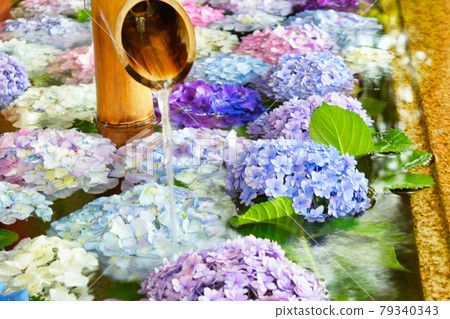 鎌倉鶴岡八幡宮繡球花手水（神奈川縣鎌倉市） 79340343