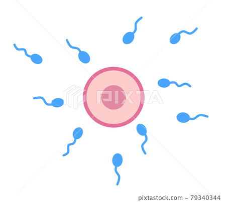 Fertilization illustration of egg and sperm 79340344