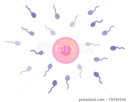 Fertilization illustration of egg and sperm 79340348
