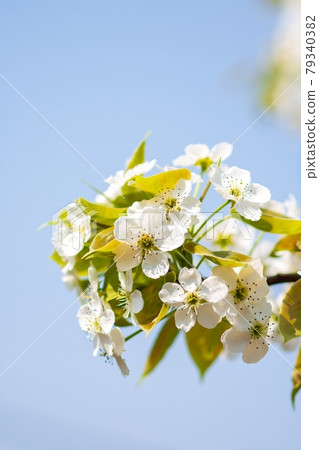 Flower Flower 79340382