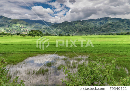 rice fields against the backdrop of mountains covered with greenery, tropical vegetation, clouds, sky 79340521