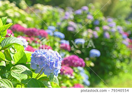 Hydrangea Garden in Tenpaizan Historical Natural Park Hydrangea Garden in Tenpaizan Historical Natural Park 79340554