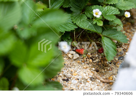 Flowered wild strawberry Flowered wild strawberry 79340606