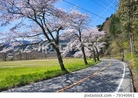 [Doshi Village, Yamanashi Prefecture] A row of cherry blossom trees in Doushi Michi 79340661