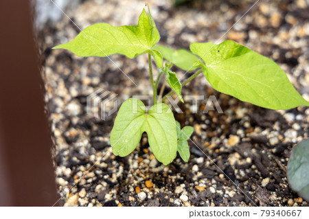 Morning glory bud Morning glory bud 79340667