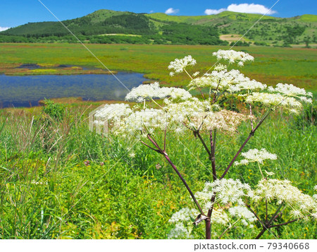 Wild celery flowers blooming in the marsh (natural monument, Yashima Marsh) Wild celery flowers blooming in the marsh (natural monument, Yashima Marsh) 79340668