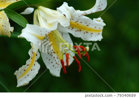 燦爛的百合王 燦爛的百合王 79340689