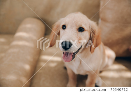 Golden Retriever dog is lying on beige sofa in the house. Golden Retriever dog is lying on beige sofa in the house. 79340712