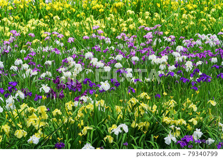 日本新潟縣柴田市 Ijimino Park Ayameen 79340799