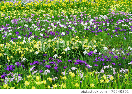 Ijimino Park Ayameen, Shibata City, Niigata Prefecture, Japan 79340801