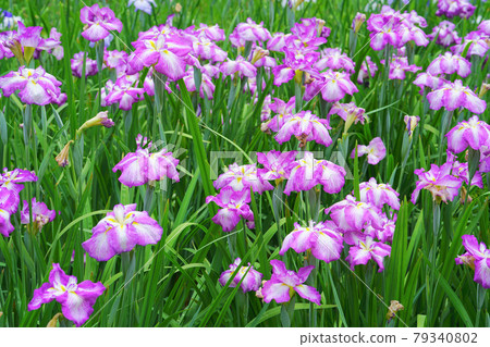 Ijimino Park Ayameen, Shibata City, Niigata Prefecture, Japan Ijimino Park Ayameen, Shibata City, Niigata Prefecture, Japan 79340802