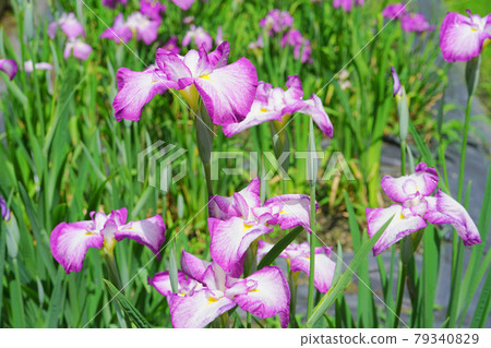 Ijimino Park Ayameen, Shibata City, Niigata Prefecture, Japan 79340829
