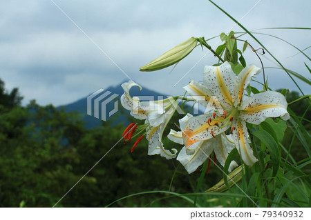 Brilliant lily king 79340932