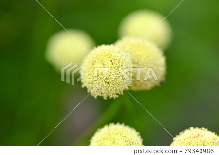 Green Santorinas 79340986