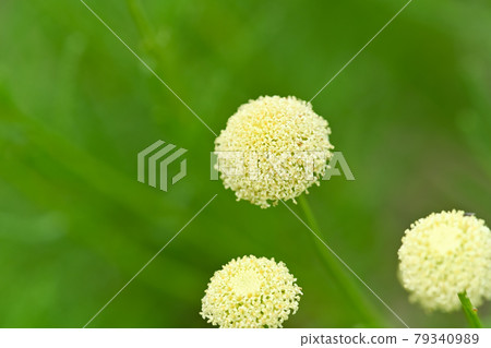 Green Santorinas 79340989