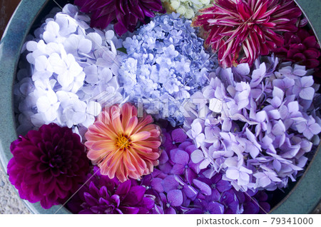五顏六色的大麗花和繡球花密密麻麻。 五顏六色的大麗花和繡球花密密麻麻。 79341000