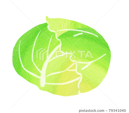 有機蔬菜捲心菜插圖還有其他變體。 79341040