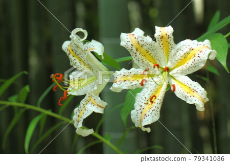 Brilliant lily king Brilliant lily king 79341086