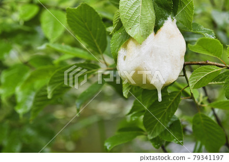 莫里亞樹蛙蛋 79341197