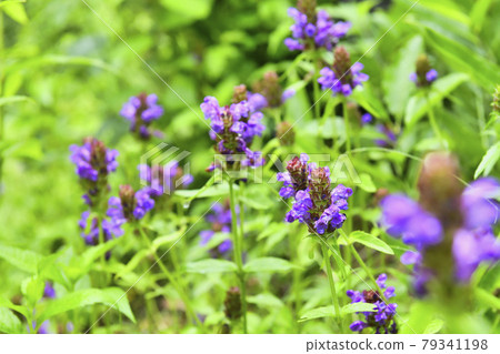 Rice Bogusa 79341198