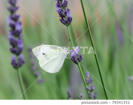 Monsieur root Monsieur root 79341352