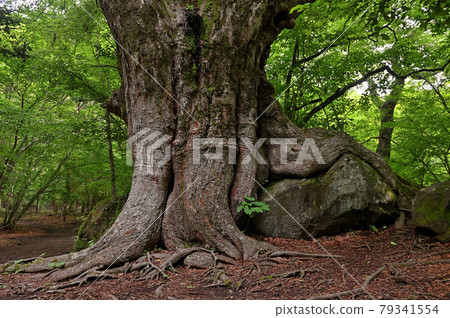 Oike Kurodake Nature Walk, Millennium Zelkova Tree Oike Kurodake Nature Walk, Millennium Zelkova Tree 79341554