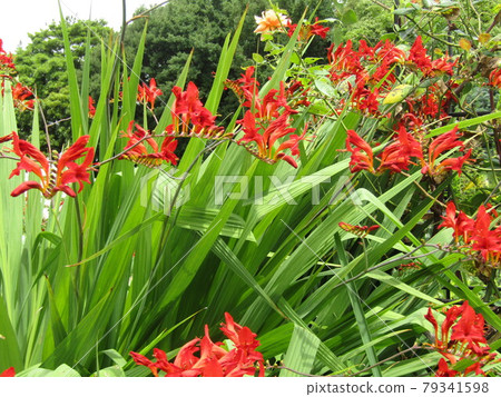 Sanyo Medea Flower Museum Red flowers of Himekosumia in the backyard Sanyo Medea Flower Museum Red flowers of Himekosumia in the backyard 79341598