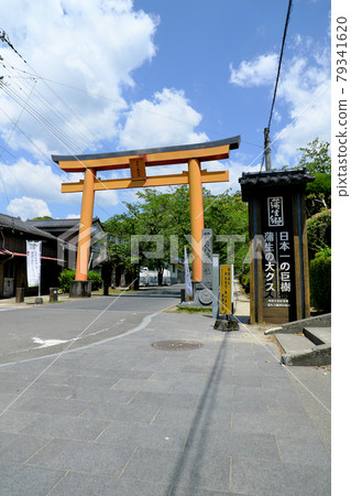 The entrance to the shrine with the Gamo camphor tree 79341620