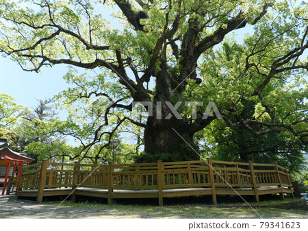 The vast Gamo camphor tree 79341623