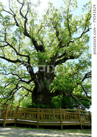 Beautiful Gamo Kusu 79341624