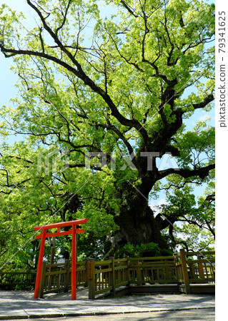 Large Gamo camphor tree "vertical composition" Large Gamo camphor tree "vertical composition" 79341625