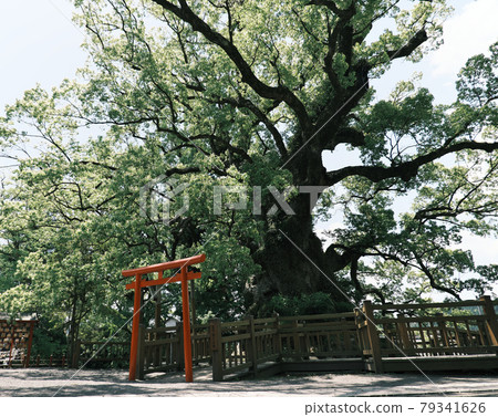 Beautiful Gamo's Kusu "Negative" 79341626