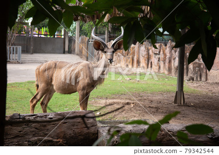 animal, antelope, goat 79342544