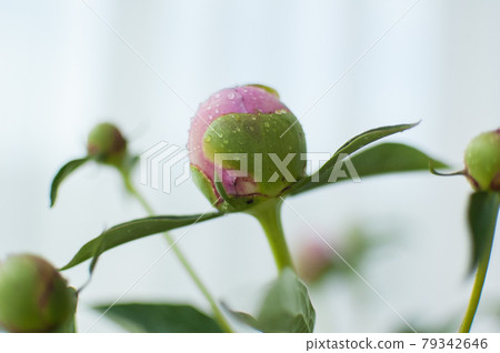 Close up of bouquet of fresh pink peonies, seasonal concept Close up of bouquet of fresh pink peonies, seasonal concept 79342646