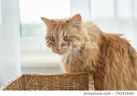 Red young cat is sitting on window background near straw basket, domestic pets concept Red young cat is sitting on window background near straw basket, domestic pets concept 79342690