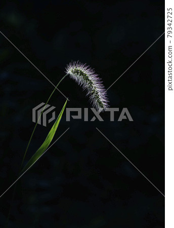 Ears of green foxtail in the afternoon when the sun hits 1 79342725