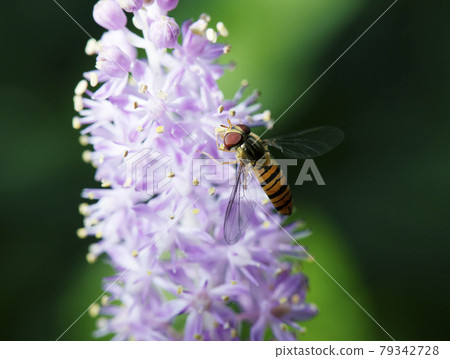 果醬食蚜蠅棲息在粳稻花上舔花蜜 1 果醬食蚜蠅棲息在粳稻花上舔花蜜 1 79342728
