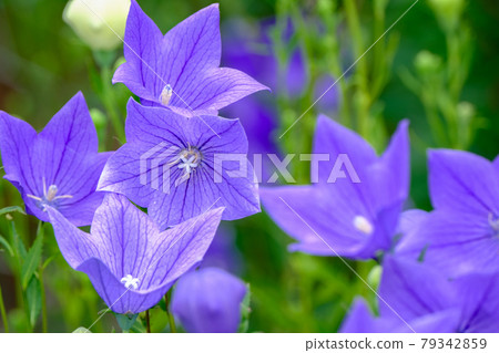 Bellflower 79342859