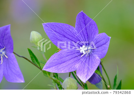 Bellflower 79342868
